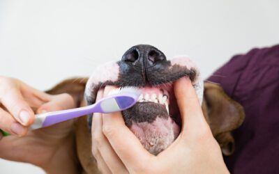 Pet Dental Disease Affects the Health of Your Elderly Pet