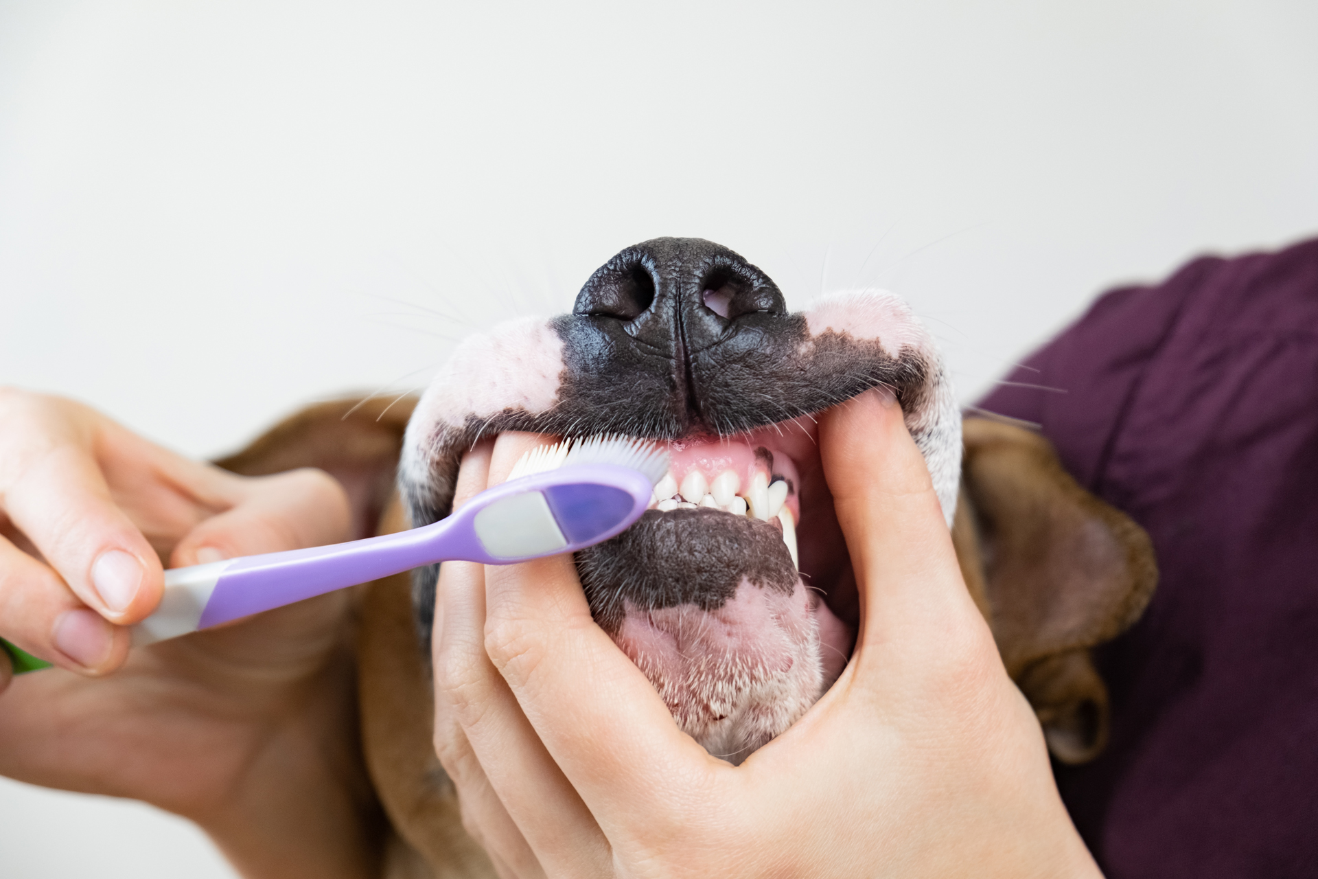person brushing the dog's teeth
