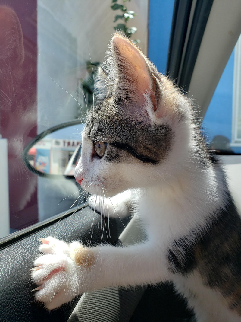 kitten looking out window