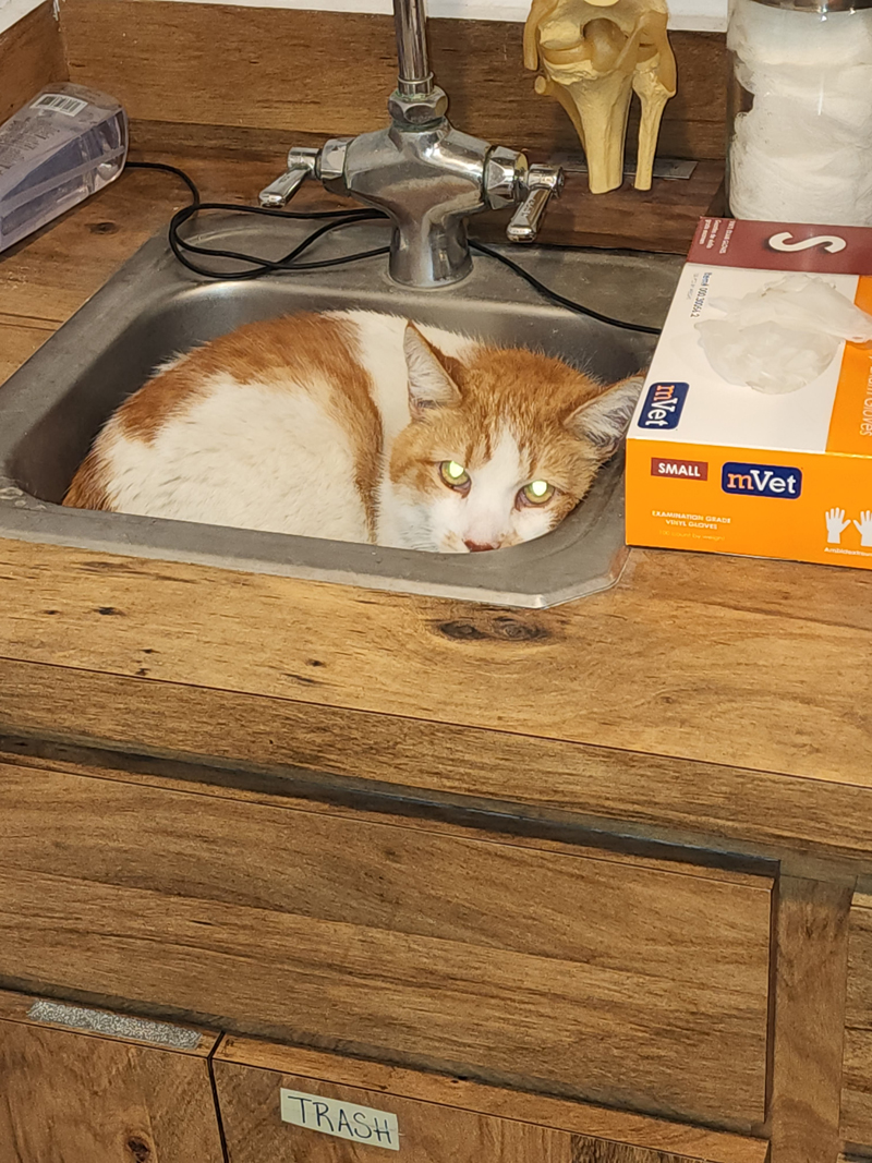 cat laying in sink